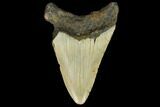 Bargain, Fossil Megalodon Tooth - North Carolina #124764-1